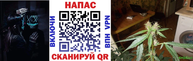 где купить наркоту  Северская  Марихуана семена 